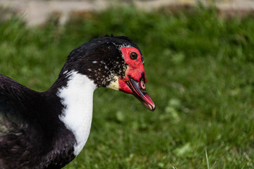 close up portait of a Muscovy duck