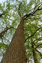 Oak trees in Gelderland, The Netherlands.
