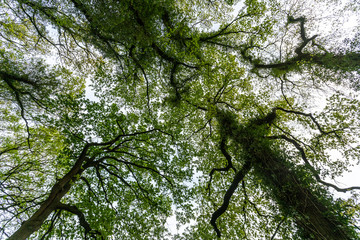 Oak trees in Gelderland, The Netherlands.