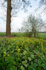 Yellow flowers growing below trees in The Netherlands