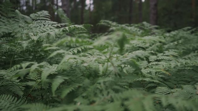 Slow motion video of a strong wind stirring ferns in the forest.