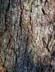 Spruce tree bark closeup texture