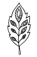 Floral vector illustration. Hand drawing leaf on white background. Line art doodles. 
