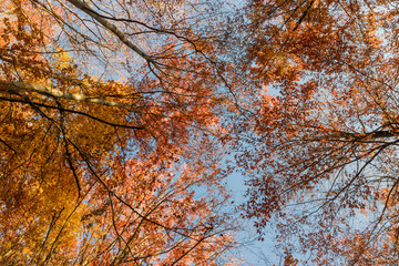 Nature walking during Autumn at the Fontainebleau Forest