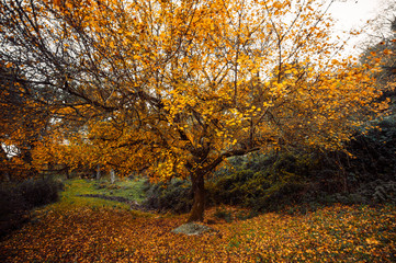 Albero autunnale con belle foglie gialle