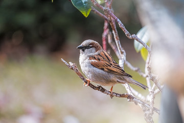 Sparrow perched on a branch. with unfocused background
