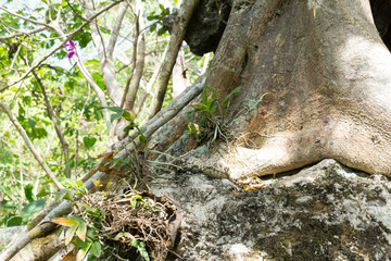 piedra de juluapan