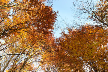 Nature walking during Autumn at the Fontainebleau Forest