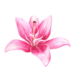 Fototapeta na wymiar Watercolor lily, pink lily flower on an isolated white background, watercolor watercolor flower, stock illustration.