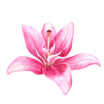 Watercolor lily, pink lily flower on an isolated white background, watercolor watercolor flower, stock illustration.