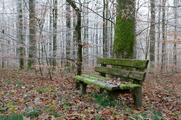 Close up old wooden bench with green moss in the coniferous forest. Fallen brown leaves, branches covered with hoarfrost , trees, tree trunks and winter background. Nobody around and tranquility scene