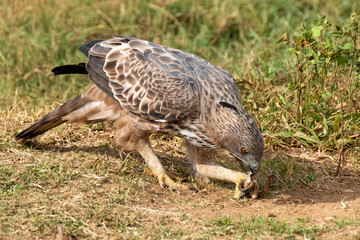 Crested Serpent Eagle (Spilornis cheela) Eating a Snake, Udawalawe National Park, Sri Lanka