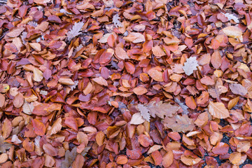 Nature walking during Autumn at the Fontainebleau Forest