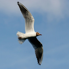 Black-headed gull chroicocephalus ridibundus in breeding plumage in flight under blue sky. Cute funny common waterbird in wildlife.