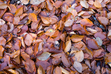 Nature walking during Autumn at the Fontainebleau Forest