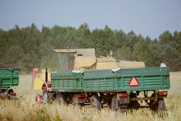 Fototapeta premium Combine harvesting the rape field