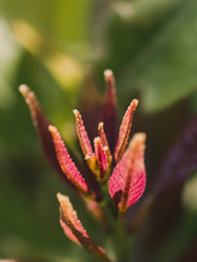 closeup of flower in garden