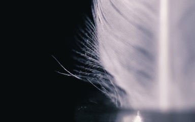 Closeup of feather