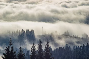 Aluminium Prints Forest in fog The fog envelops the forest