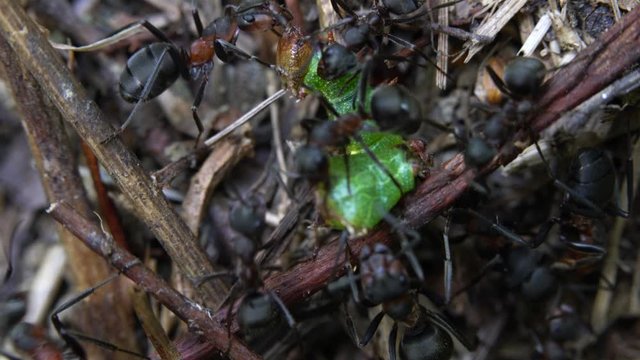 Ants attack butterfly larvae on anthill - (4K)