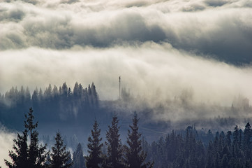 The fog envelops the forest
