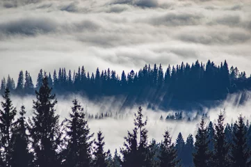 Papier Peint photo Forêt dans le brouillard Montagnes des Carpates dans les vagues de brouillard