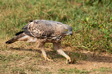 Obraz premium Crested Serpent Eagle (Spilornis cheela) Eating a Snake, Udawalawe National Park, Sri Lanka