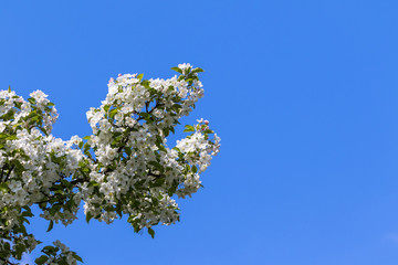 flowers of cherry tree in spring