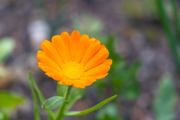 Close up view of Calendula officinalis