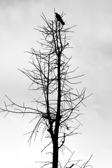 Fototapeta na wymiar A leafless tree and a crow
