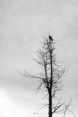 A leafless tree and a crow