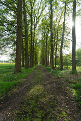 Tree lined lane near Loenen in The Netherlands