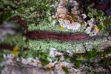 The texture of the moss on the tree. The combination of green in nature.