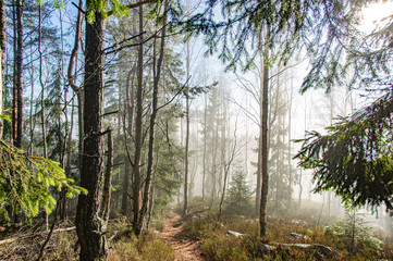 Rays of light in a foggy forest in autumn