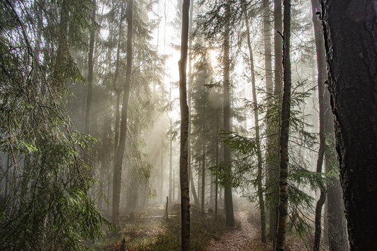 Rays of light in a foggy forest in autumn