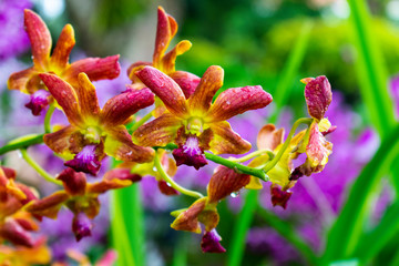 Singapore - January 5 2019: A beautiful colorful orchid
