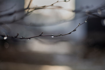 Branch of a tree. Cloudy background after the rain.