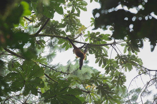 Spider Monkey Swinging From Branch In The Rain Forest
