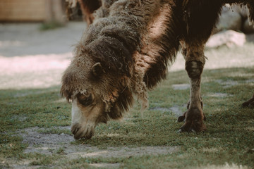 Image of the camel and th young one taken in park