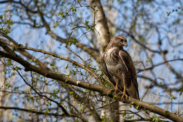 Buzzard