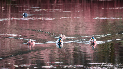 Canards s'avançant