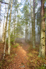 Rays of light in a foggy forest in autumn
