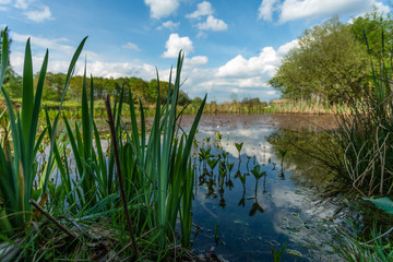 Nature pool in Loenen, The Netherlands.