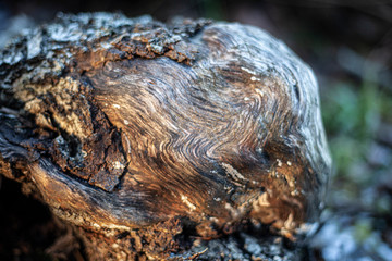 Wood texture. Beautiful wooden carriage in the forest. Natural background of dry curved tree. The surface of the plant without bark. Sinuous patterns on a dry stump. Natural background in soft shades.