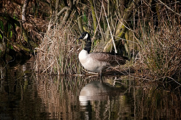 Canadian Goose
