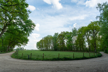 Fototapeta na wymiar Field on the edge of the Veluwe in The Netherlands, near Loenen