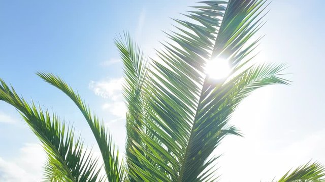 Sunrays through a palm leaf on a clear summer day