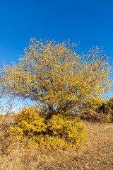 Autumn landscape of Cherna Gora mountain, Bulgaria