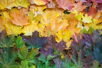 Naklejka na ściany i meble Maple leaves of all colors. Dry leaves.