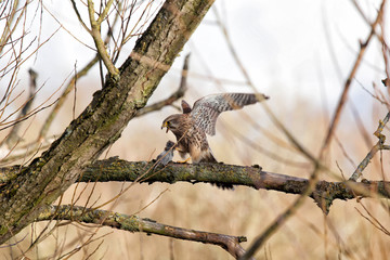 Kestrel hunting